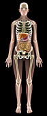 Female anatomy,computer artwork