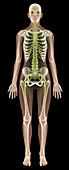 Female anatomy,computer artwork