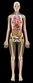 Female anatomy,computer artwork