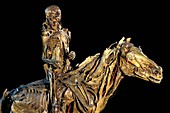 Human and horse anatomy,Fragonard Museum