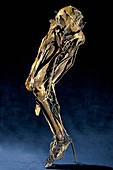 Human leg anatomy,Fragonard Museum