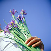 Iris flowers held in a bunch