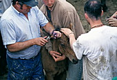 Men branding a wild foal