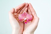 Orchid flower in cupped hands