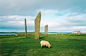 Standing stones Stenness,Orkney Islands