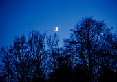 Crescent Moon rising over trees