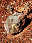 Martian rock