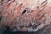 False-col Voyager 2 image of Triton