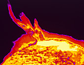 Skylab ultraviolet image of a solar prominence