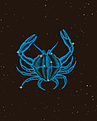 Cancer the crab,composite artwork & photo