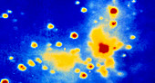 Infrared image of Kleinmann-Low cluster of stars