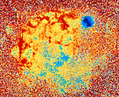 X-ray image of Vela & Puppis A supernova remnants
