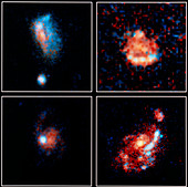 Hubble image of 4 distant irregular blue galaxies