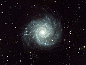 Spiral galaxy M74