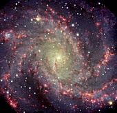 Spiral galaxy NGC 6946