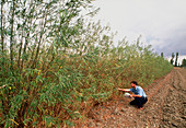 Coppice plants grown for bioenergy production