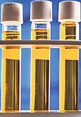 Rape seed oil samples