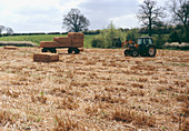 Harvesting Miscanthus grass for biofuel