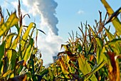 Growing maize for biofuel