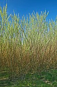 Willow bioenergy crop,Sweden