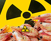 Irradiated prawns