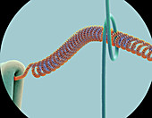 Light bulb filament,SEM