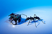 Robotic ant