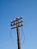 Telephone pole and wires
