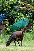 Satellite dish,Kerala,India