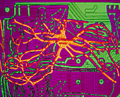 Neural network: artwork of nerve cell on chip