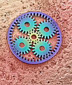 Coloured SEM of microcogs