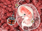 Nanorobots with an embryo