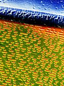 SEM of the surface of a compact disc