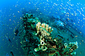 Shipwreck ecosystem