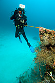 Diver exploring the Cross Wreck