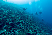 Divers exploring a coral reef