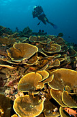 Diver filming a coral reef