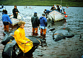 Whale hunting in the Faroe Islands