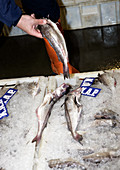 Freshly caught haddock