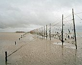 Salmon nets,Scotland