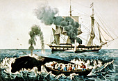 Whale hunting,19th century