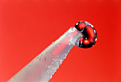 A drop of superglue on the tip of a dispenser