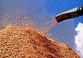 Pile of woodchips at a sawmill