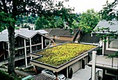 Sedum roof,early June