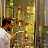Scientist with HPLC chromatography columns