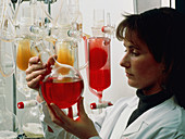 Scientist performs a chemical dialysis