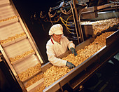 Tortellini pasta is checked during manufacture