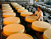 Worker in production hall with pressed,raw cheese