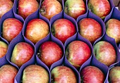 Cox apples cellpacked in trays