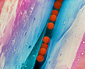 Coloured SEM of DNA security beads on a diamond